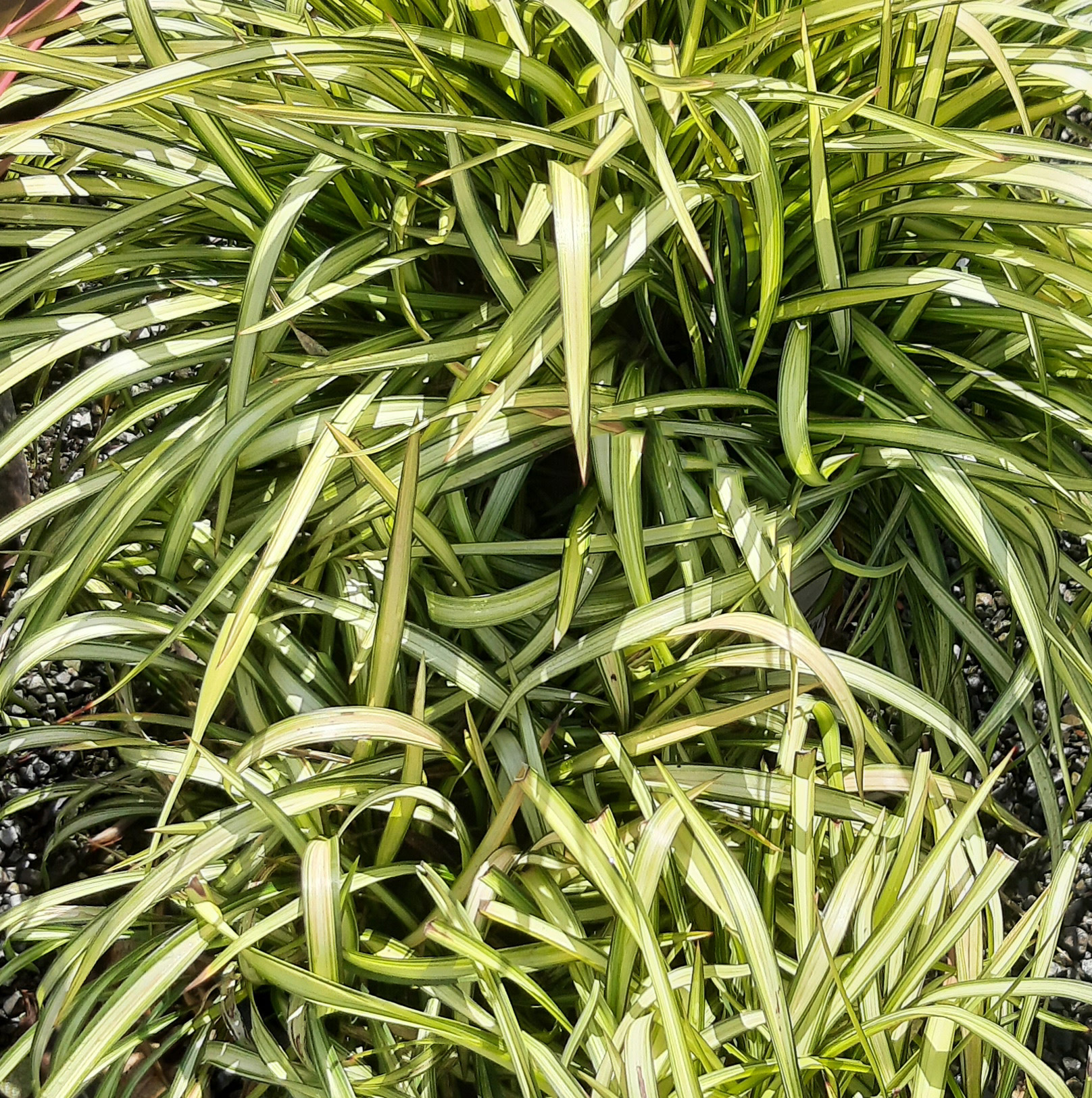 Phormium-cookianum-Blondie-a Phormium cookianum 'Blondie' - Image 1