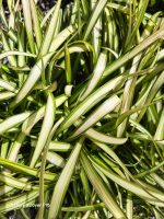 Phormium cookianum 'Blondie' - Image 2