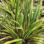 Phormium cookianum hookeri 'Tricolor'