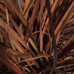 Phormium tenax 'Amazing Red'