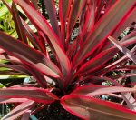 Phormium tenax 'Doug's Warrior'