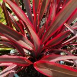 Phormium tenax 'Doug's Warrior'