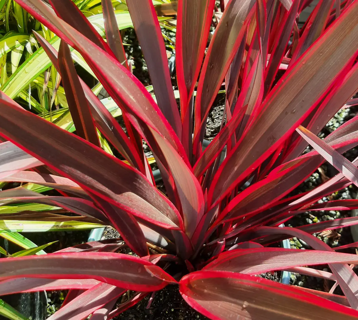 Phormium tenax 'Doug's Warrior' | Urban Tree Farm Nursery