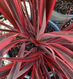 Phormium tenax 'Doug's Warrior' - Image 3