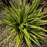 Phormium tenax 'Duet'