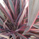 Phormium tenax 'Guardsman'