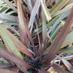 Phormium tenax 'Wildwood'