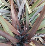 Phormium tenax 'Wildwood'