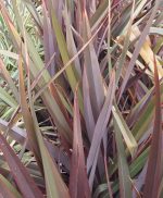 Phormium tenax 'Wildwood' - Image 2