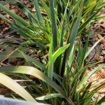 Phormium tenax 'Wings of Gold'
