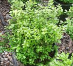 Pittosporum tenuifolium 'Golf Ball'