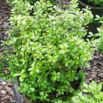 Pittosporum tenuifolium 'Golf Ball'