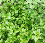 Pittosporum tenuifolium 'Golf Ball' - Image 2