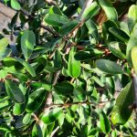 Pyracantha fortuneana 'Graberi' BUSH