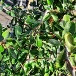 Pyracantha fortuneana 'Graberi' TRELLIS