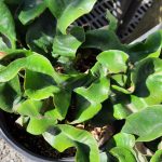 Pyrrosia lingua 'Eboshi'