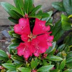 Rhododendron 'Cherries and Merlot'