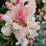 Rhododendron 'Mrs. Betty Robertson'