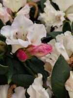 Rhododendron 'Mrs. Betty Robertson' - Image 2