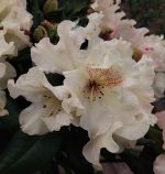 Rhododendron 'Mrs. Betty Robertson' - Image 3
