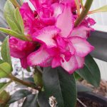 Rhododendron 'Pomegranate Splash'
