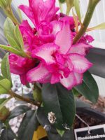 Rhododendron 'Pomegranate Splash'