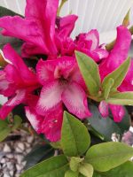 Rhododendron 'Pomegranate Splash' - Image 2