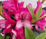 Rhododendron 'Pomegranate Splash' - Image 3