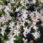 Rhodohypoxis baurii 'Picta'