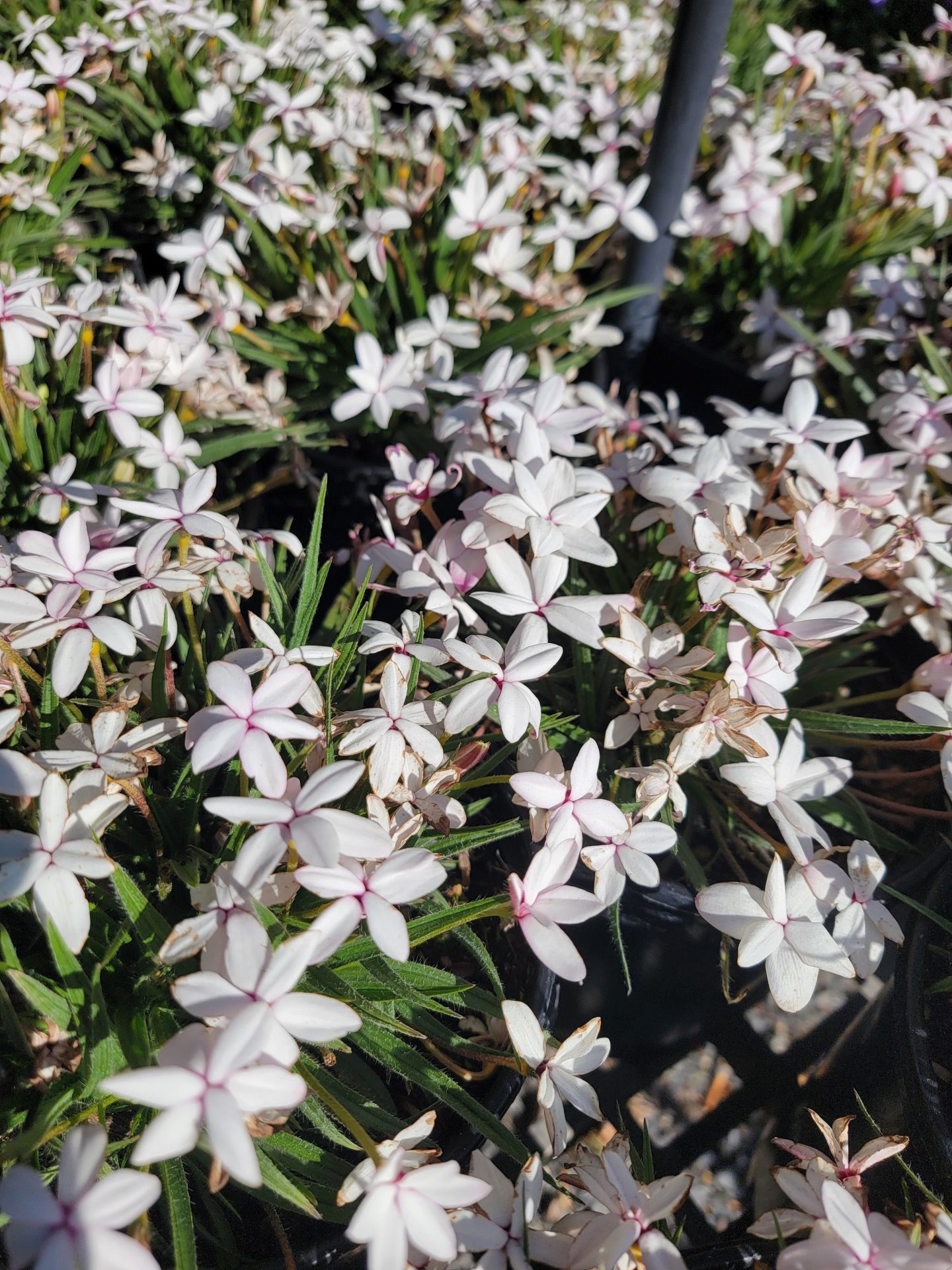 Rhodohypoxis-baurii-Picta-a Rhodohypoxis baurii 'Picta' - Image 1