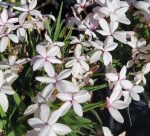 Rhodohypoxis baurii 'Picta' - Image 2