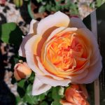 Rosa 'Crown Princess Margareta' CL