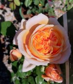 Rosa 'Crown Princess Margareta' CL