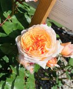 Rosa 'Crown Princess Margareta' CL - Image 2