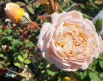 Rosa 'Crown Princess Margareta' CL - Image 3