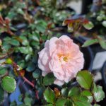 Rosa 'Drift Apricot'