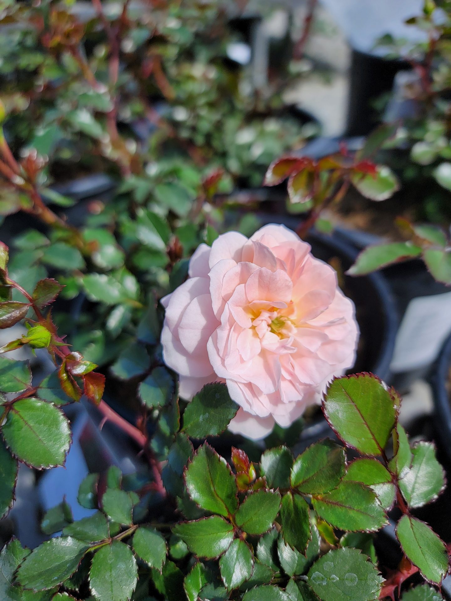 Rosa-Drift-Apricot-a Rosa 'Drift Apricot' - Image 1
