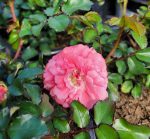 Rosa 'Drift Peach'