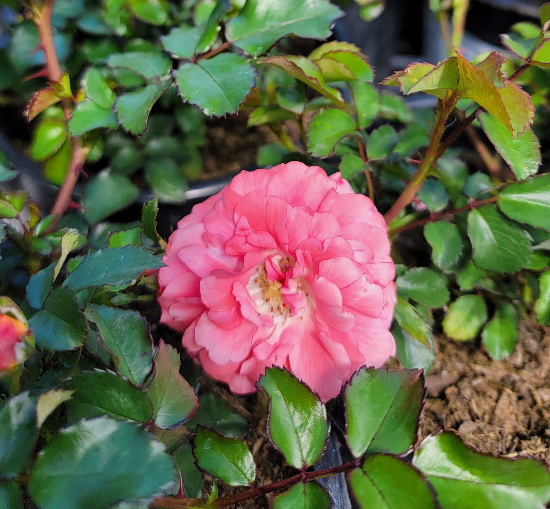 Rosa-Drift-Peach-a Rosa 'Drift Peach' - Image 1