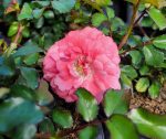 Rosa 'Drift Peach' - Image 2