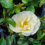 Rosa 'Drift Popcorn'