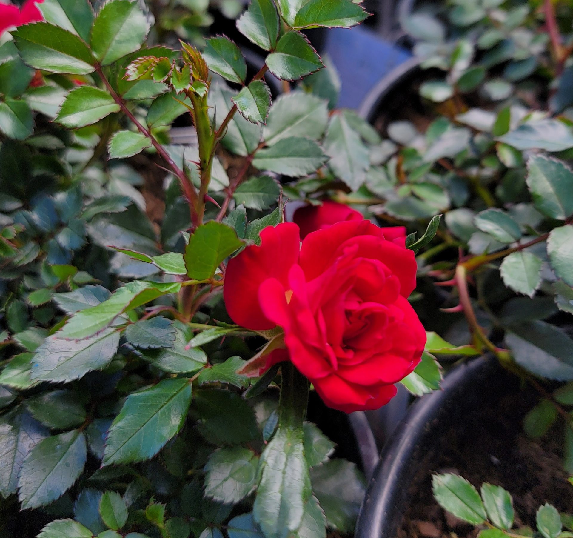 Rosa-Drift-Red-a Rosa 'Drift Red' - Image 1