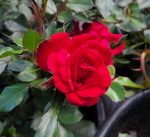 Rosa 'Drift Red' - Image 2