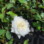 Rosa 'Drift White'