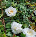 Rosa 'Drift White' - Image 2