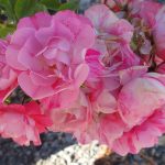 Rosa 'Flower Carpet Pink Splash'