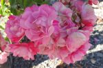 Rosa 'Flower Carpet Pink Splash'