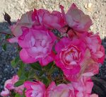 Rosa 'Flower Carpet Pink Splash' - Image 2
