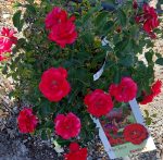 Rosa 'Flower Carpet Scarlet'