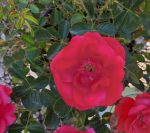 Rosa 'Flower Carpet Scarlet' - Image 3